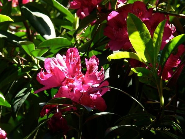 Bois des Moutiers (88) Juin 2012